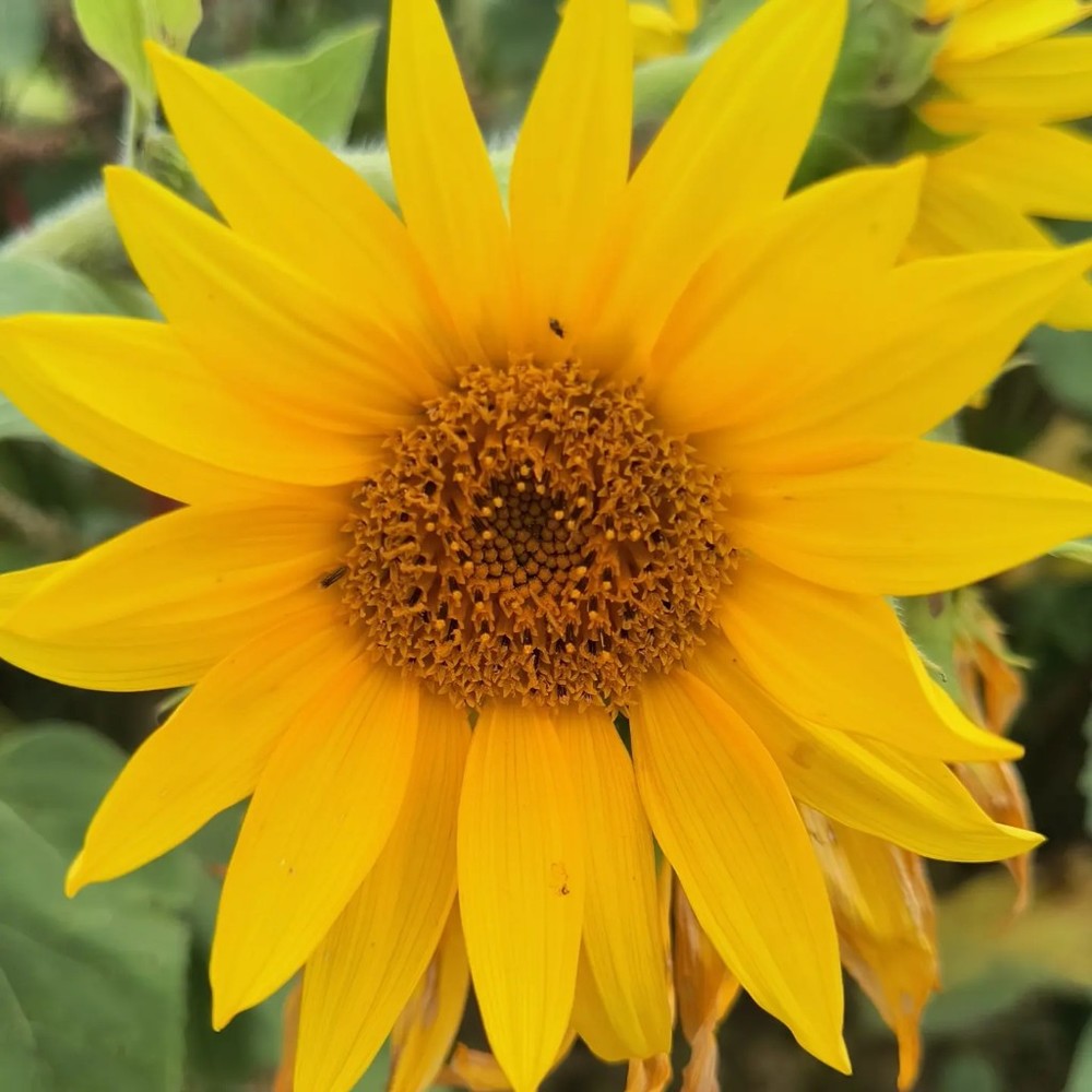 Meet your Posher, Mrs. Victory 1940!